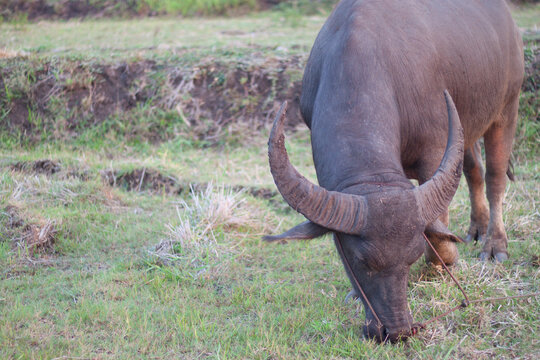 Buffalo eating grass in the field. In the evening. Buffalo of Thailand.
