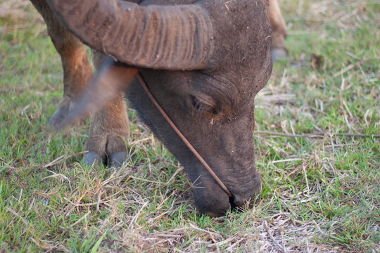 Buffalo eating grass in the field. In the evening. Buffalo of Thailand.