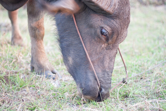 Buffalo eating grass in the field. In the evening. Buffalo of Thailand.