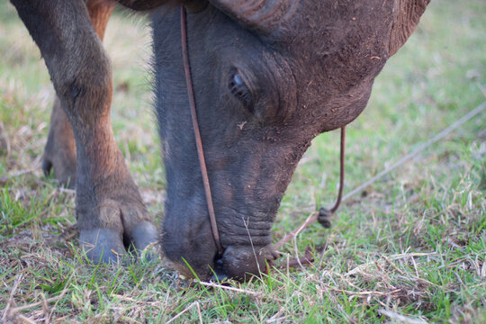 Buffalo eating grass in the field. In the evening. Buffalo of Thailand.