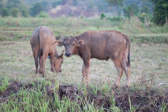 Calf buffalo looking grass around field.