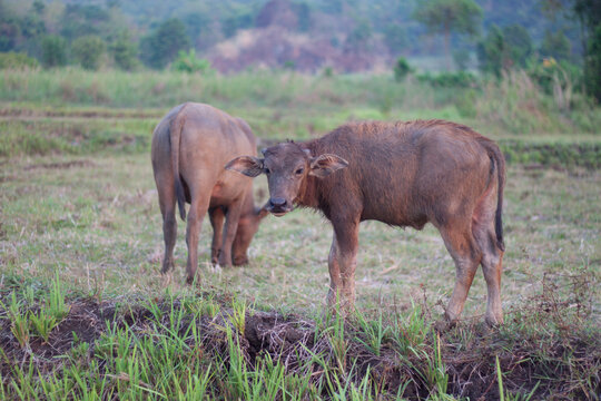 Calf buffalo looking grass around field.
