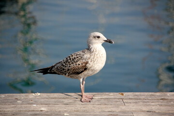 birds on the shores of the Mediterranean Sea in northern Israel