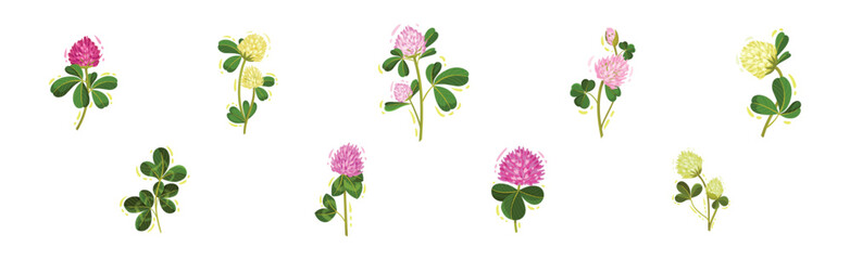 Clover or Trefoil with Dense Spike of Purple Flower and Trifoliate Leaves Vector Set
