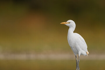 At sunset, fine art portrait of cattle egret (Bubulcus ibis)