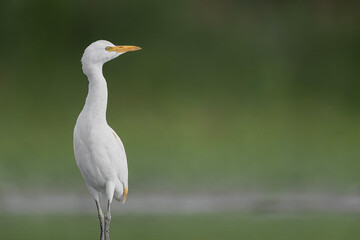At morning, portrait of cattle egret (Bubulcus ibis)