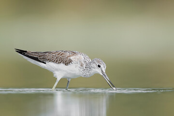 Hunting in the shallow waters, the common greenshank (Tringa nebularia)