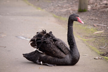 Fototapeta premium the Australian black swan is almost all black, with a red beak and eye, it has a white stripe across the beak.