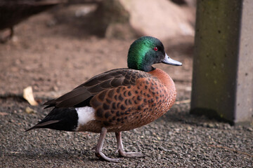 the male the chestnut teal duck has a green head and neck and a brown body