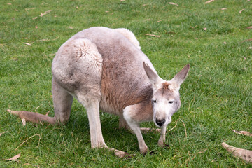 Females are smaller than males and are blue-grey with a brown tinge, pale grey below. The red kangaroos are the largest kangaroo.