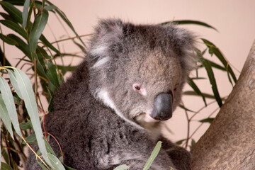 the Koala has a large round head, big furry ears and big black nose. Their fur is usually grey-brown in color with white fur on the chest, inner arms, ears and bottom.