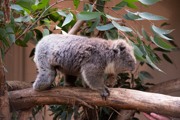 the Koala has a large round head, big furry ears and big black nose. Their fur is usually grey-brown in color with white fur on the chest, inner arms, ears and bottom.