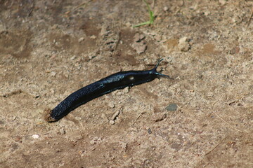 A snail, a snail in the garden, a plant pest