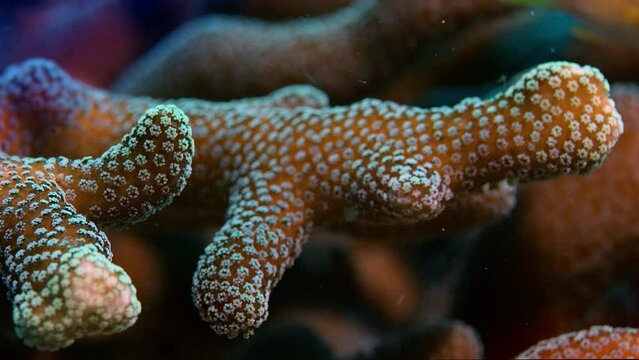 Detail of a stone coral, Raja Ampat, Indonesia, Asia