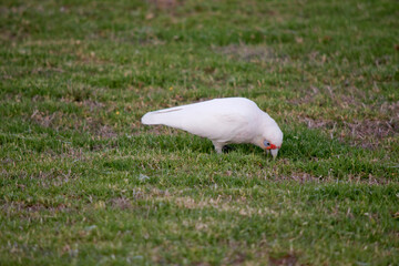 the long beaked corella is looking for food on the grass