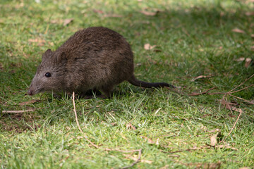 The long nosed potoroos have shorter tails and ears and pointier faces than other rat kangaroos have.