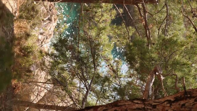 Vertical video, beautiful view from mountain top with pine trees standing against turquoise water in a warm sunny day, sea water shining through pine trees
