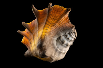 Glow big shell on dark background