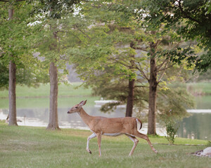 Doe strolls by summer lake in Fort Wayne, Indiana.