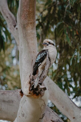 Wildlife photography at a park of a Laughing Kookaburra