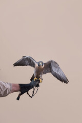 Peregrine falcon on glove with tan background