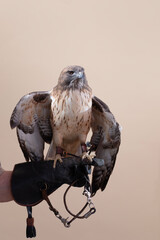 A Red Tailed Hawk portrait against tan backdrop