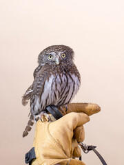 Portrait of Burrowing owl against tan backdrop