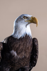 American bald eagle portrait studio background