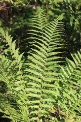 A fern, a male fern, grows in the forest in summer