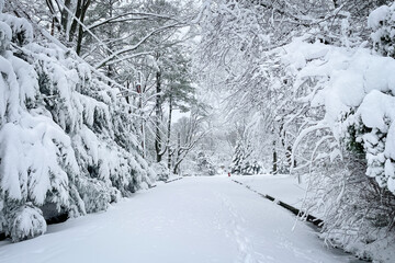Snowy winter landscape scene, with footprints on neighborhood street.