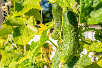 Cucumbers growing in a vegetable garden on a sunny summer day, close-up