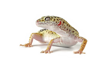 Leopard gecko lizard isolated on white, eublepharis macularius