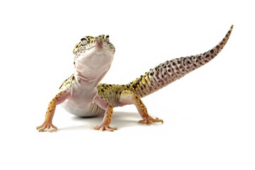 Leopard gecko lizard isolated on white, eublepharis macularius - obrazy, fototapety, plakaty