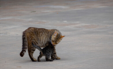 Tabby kittens and their mother on the street