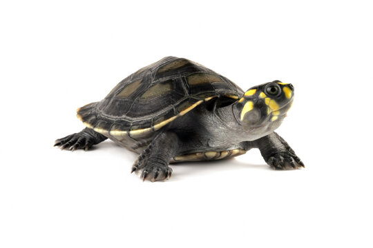 Clown turtle isolated on white, podocnemis unifilis