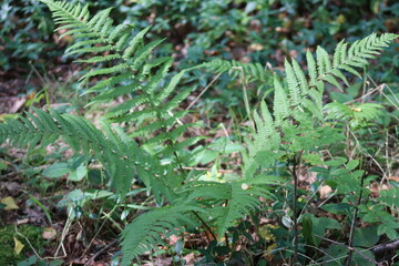 A fern, a male fern, grows in the forest in summer