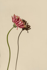 Elegant pink gerber flower with sunlight shadows on neutral tan beige background. Aesthetic floral...