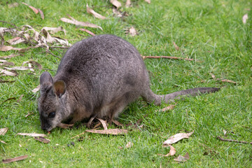 the tammar wallaby  has dark greyish upperparts with a paler underside and rufous-coloured sides and limbs. The tammar wallaby has white stripes on its face.