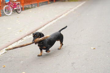 an asphalt path with a bicycle and a black dog breed dachshund playing with a large wooden stick in...