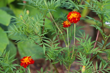 Marigold flowers grow on a bed in the garden