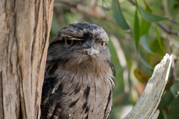 the tawny frogmouth has his eyes wide open alert for danger