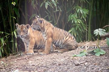 Tiger cubs are born small, blind, and weak. They're born with all their stripes and drink their mother's milk until they are six months old and then only eat meat.