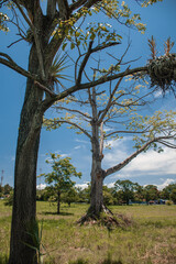 tree on the hill