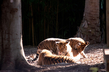 Tigers are powerful hunters with sharp teeth, strong jaws and agile bodies.
