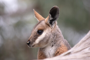 The Yellow-footed Rock-wallaby is brightly coloured with a white cheek stripe and orange ears. It is fawn-grey above with a white side-stripe, and a brown and white hip-stripe.