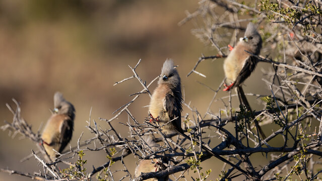 White Backed Mousebird  Seeking Sun.