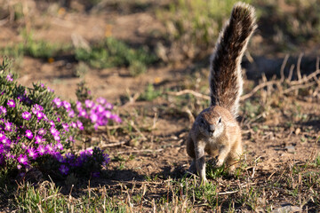 Ground squirrel surrounded by purple wildlflowers.