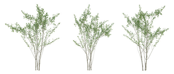 Set of green birch tree on transparent background, 3d render illustration. © Sandy
