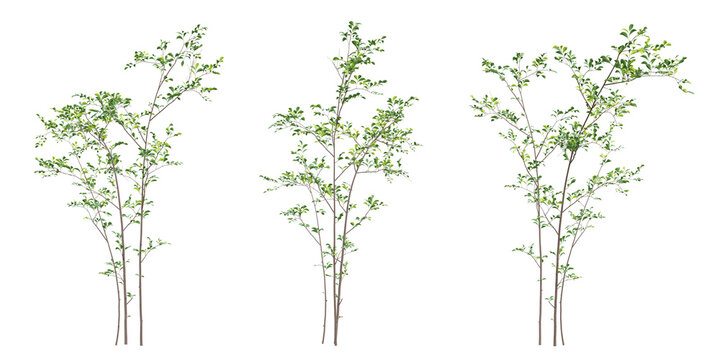 Set of green birch tree on transparent background, 3d render illustration.