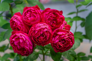 Pink roses. Bush in the garden. Rosebud. Summer flower petals. Rose bud in nature. Branch and leaves. Botanical plant.
